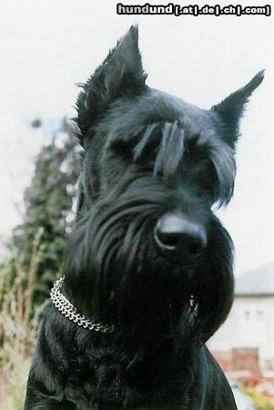 Riesenschnauzer Hunde Foto 14674 Riesenschnauzer Ingo