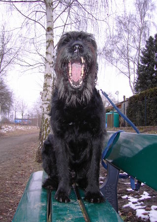 Riesenschnauzer Hunde Foto 30163 Riesenschnauzer Ich bin ein Riesenschnauzer
