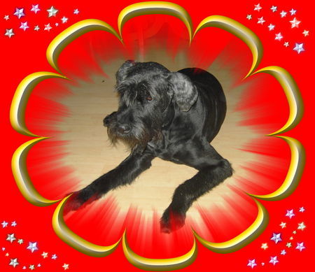 Riesenschnauzer Hunde Foto 30677 Riesenschnauzer Tobi 10,5 Jahre