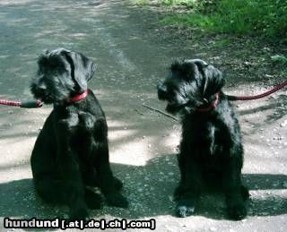 Riesenschnauzer Hunde Foto 26681 in höherer Auflösung ansehen Riesenschnauzer man sieht, daß wir Geschwister sind. Oder?
