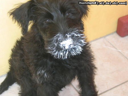 Riesenschnauzer Riesenschnauzer Babie mit Rahmkaese