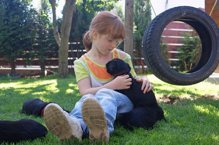 Riesenschnauzer Hunde Foto 43311 Riesenschnauzer Welpenkäufer zu Besuch im