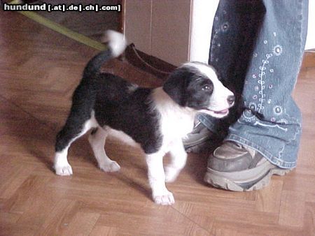 Riesenschnauzer Hallo ich bin BUDDY schaut mal auf dieser seite http://www.hw-finking.de/ dann weist ihr warum ich so heisse