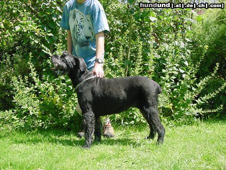 Riesenschnauzer Alpha, 13 Jahre