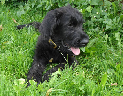 Riesenschnauzer Hunde Foto 34917 in höherer Auflösung ansehen Riesenschnauzer Nero mit 13 Wochen