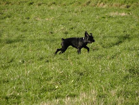 Riesenschnauzer Hunde Foto 2003 Riesenschnauzer Sofie auf der Wiese