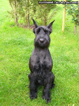 Riesenschnauzer Hunde Foto 18069 in höherer Auflösung ansehen Riesenschnauzer Wächterin