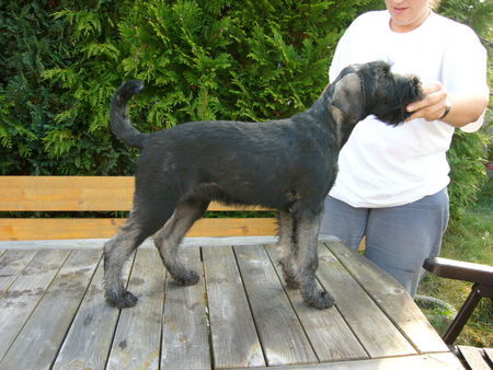 Riesenschnauzer Hunde Foto 34433 in höherer Auflösung ansehen Riesenschnauzer Frisbee vom Luther See (Pfs) mit 13 Wochen