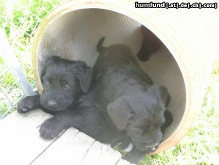 Riesenschnauzer Y-Wurf beim Faulenzen