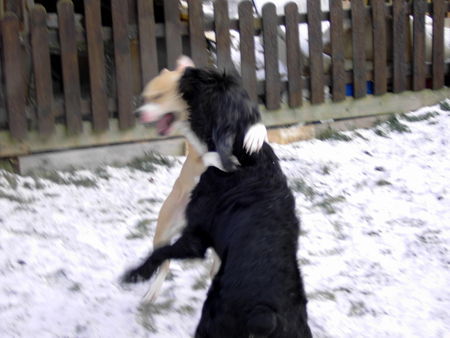 Riesenschnauzer Hunde Foto 30008 in höherer Auflösung ansehen Riesenschnauzer Tango ...und jetzt richtig
