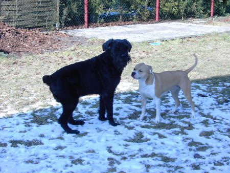 Riesenschnauzer Hunde Foto 30006 in höherer Auflösung ansehen Riesenschnauzer Tobi (10)u. Bagira (2)