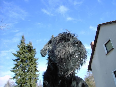 Riesenschnauzer Hunde Foto 29856 in höherer Auflösung ansehen Riesenschnauzer Frühling wo bist du ?