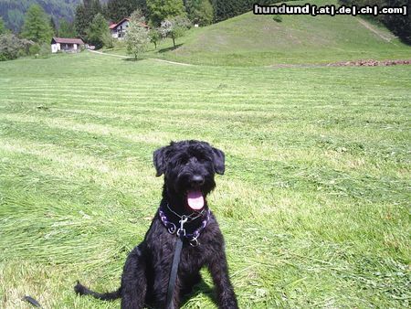 Riesenschnauzer Hunde Foto 16285 in höherer Auflösung ansehen Riesenschnauzer 'hera vom hatzbachtal'