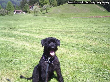 Riesenschnauzer 'hera vom hatzbachtal'