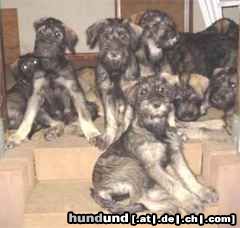 Riesenschnauzer Hunde Foto 25179 in höherer Auflösung ansehen Riesenschnauzer Die Rasselbande