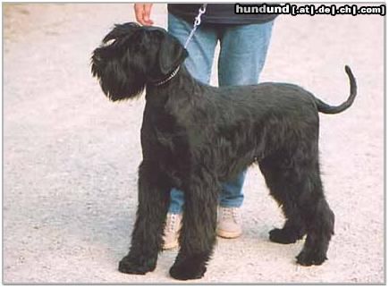 Riesenschnauzer Hunde Foto 5528 Riesenschnauzer RAYBANE von der Waldbachsenke mit 7 Monaten