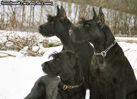 Riesenschnauzer Hunde Foto 10716 Riesenschnauzer Die Meute vom steirischen Bären