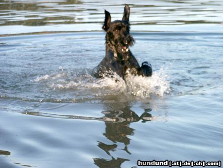 Riesenschnauzer Hunde Foto 5221 Riesenschnauzer Momentaufnahme von Rika (8 Monate) beim Schwimmen in der Donau