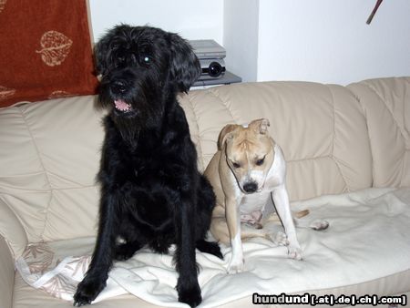 Riesenschnauzer Hunde Foto 21558 Riesenschnauzer Tobi 9 Jahre mit seiner Liebsten:Bagira 1Jahr jung