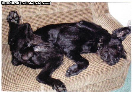 Riesenschnauzer Hunde Foto 23733 Riesenschnauzer Relaxen ist die schönste Beschäftigung der Welt......