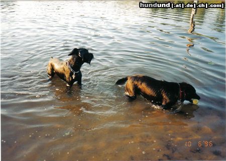 Riesenschnauzer Hunde Foto 23734 Riesenschnauzer Pack die Badehose ein......
