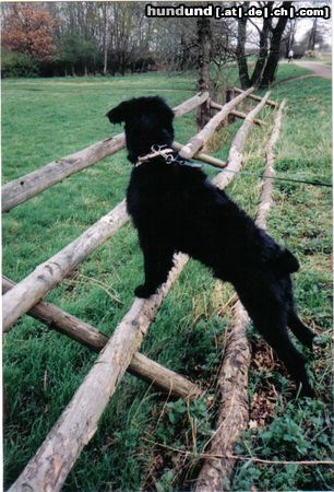 Riesenschnauzer Hunde Foto 23735 Riesenschnauzer ...diesen Zaun habe ich nicht umgeworfen...ehrlich