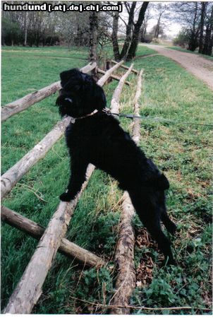 Riesenschnauzer Hunde Foto 23737 Riesenschnauzer Bäääätsch.....ich war's wirklich nicht