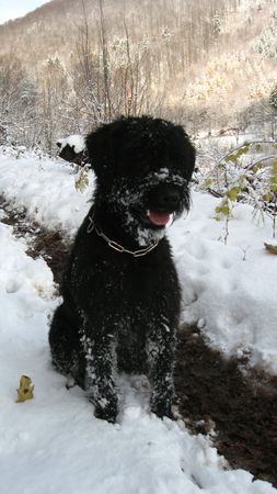 Riesenschnauzer Ninja von der Schaumburg