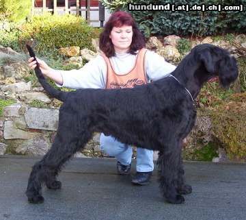 Riesenschnauzer Hunde Foto 20431 in höherer Auflösung ansehen Riesenschnauzer Spitzenrüde Argos vom Lobbachtal