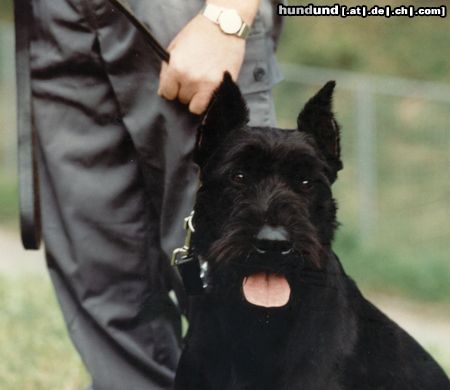 Riesenschnauzer Hunde Foto 2781 Riesenschnauzer Athos von der Kremserburg, Gendarmeriediensthund, Stmk