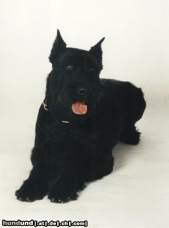 Riesenschnauzer Hunde Foto 2782 Riesenschnauzer Athos von der Kremserburg, Gendarmeriediensthund, Stmk