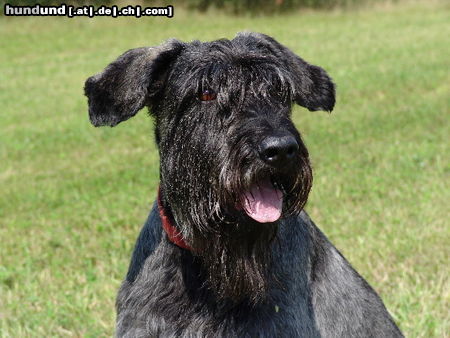 Riesenschnauzer Hunde Foto 24415 Riesenschnauzer tschiboline@web.de