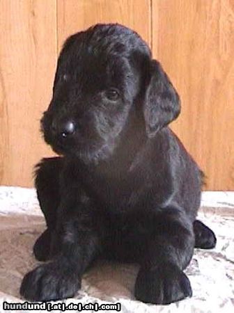 Riesenschnauzer Hunde Foto 11030 Riesenschnauzer Ich bin neu hier!