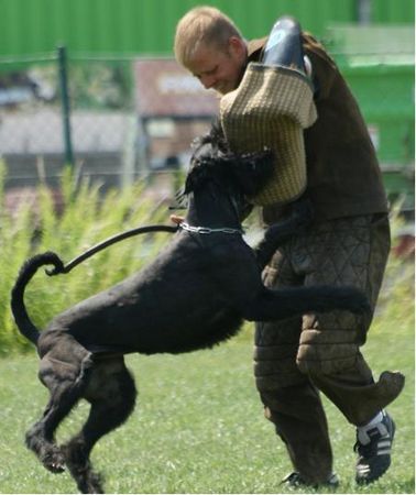 Riesenschnauzer Coco