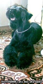 Riesenschnauzer Hunde Foto 18130 in höherer Auflösung ansehen Riesenschnauzer ich komme aus Amerika bin 9 Monate jung