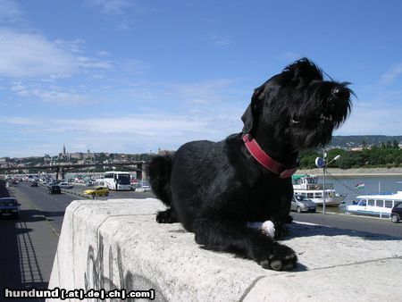 Riesenschnauzer Hunde Foto 17806 in höherer Auflösung ansehen Riesenschnauzer Diana con todos los santos / 1,5 Jahre alt