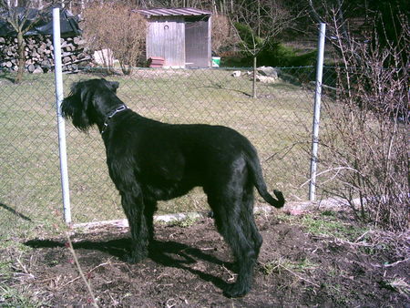Riesenschnauzer Hunde Foto 31088 Riesenschnauzer Aaron von bellus- ramus unser einjähriger RS-Rüde