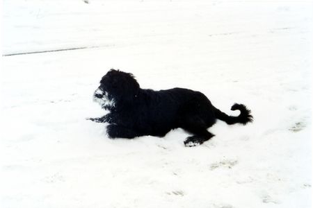 Riesenschnauzer Hunde Foto 1946 Riesenschnauzer Lucy der Schneehund