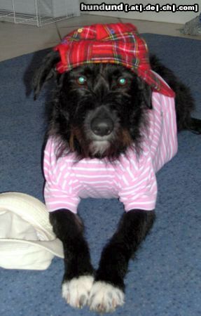Riesenschnauzer Hunde Foto 11504 Riesenschnauzer bin ich cool