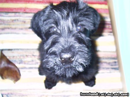 Riesenschnauzer Hunde Foto 8355 Riesenschnauzer Hallo was macht der alte den schon wieder!??