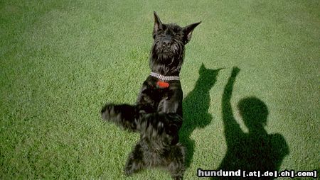 Riesenschnauzer Hunde Foto 18070 in höherer Auflösung ansehen Riesenschnauzer Alta - Zirckushund