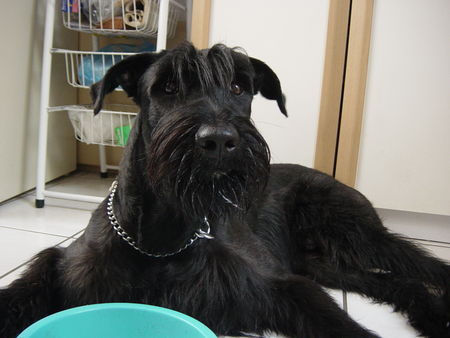 Riesenschnauzer Hunde Foto 31870 Riesenschnauzer alles aufgefressen, brav