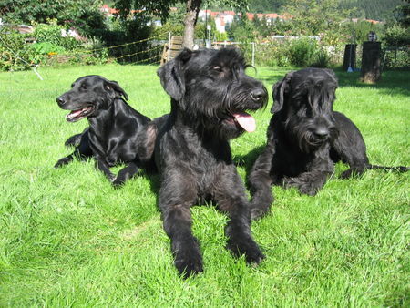 Riesenschnauzer Drei beim Posing