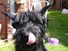Riesenschnauzer Foto: Das aber leeeecker! (ID 18068) Riesenschnauzer Hund