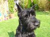 Riesenschnauzer Foto: Na, was hat das Frauchen wieder vor? (ID 18254) Riesenschnauzer Hund