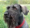 Riesenschnauzer Foto: Chilly (ID 10988) Riesenschnauzer Hund
