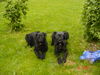 Riesenschnauzer Foto: Magic und Ilex (ID 25377) Riesenschnauzer Hund