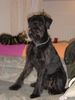 Riesenschnauzer Foto: Tonka - Dieses Sofa gehört mir! (ID 19492) Riesenschnauzer Hund