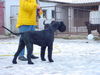 Riesenschnauzer Foto: Magic frisch getrimmt (ID 25372) Riesenschnauzer Hund