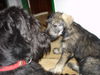 Riesenschnauzer Foto: silver-senator zarah mit hera von hatzbachtal (ID 24967) Riesenschnauzer Hund